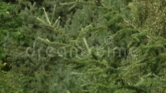 幼树枝条的俯视图松枝带绿针落叶乔木绿枝落叶植物嫩枝和叶视频的预览图