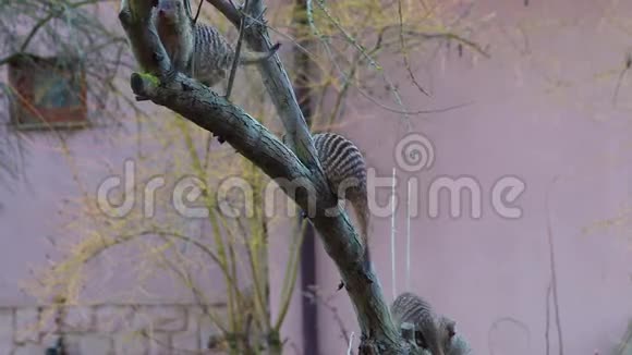 环带猫鼬爬树的高清视频带状猫鼬是一种常见于中东部的猫鼬视频的预览图