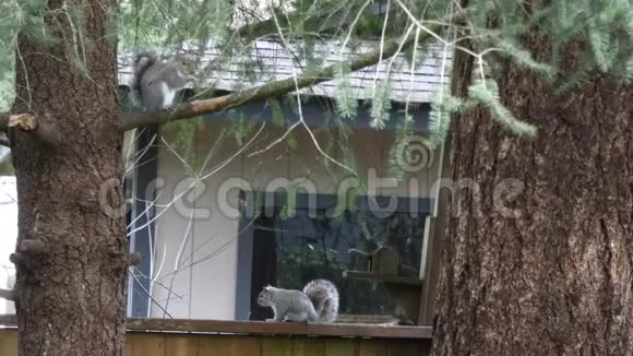 灰松鼠坐在篱笆和树旁边视频的预览图