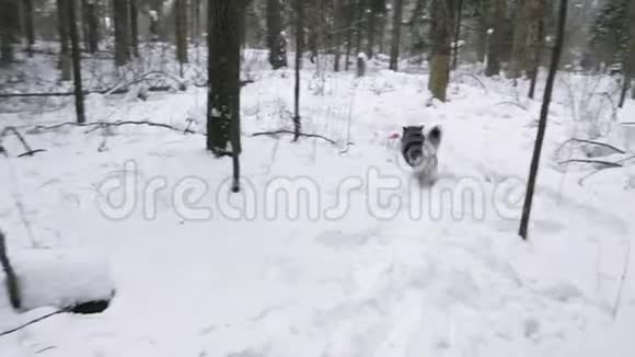 狗在冬天的森林里种哈士奇在雪地里扔玩具视频的预览图