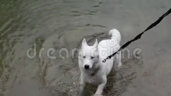可爱的白狗在水坑里玩耍然后走开视频的预览图