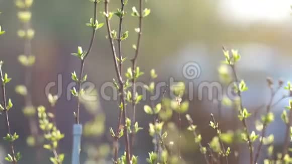 初春概念夕阳下美丽的嫩叶视频的预览图