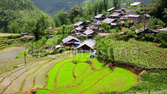 越南萨帕的阿克哈村宏伟的水稻梯田视频的预览图
