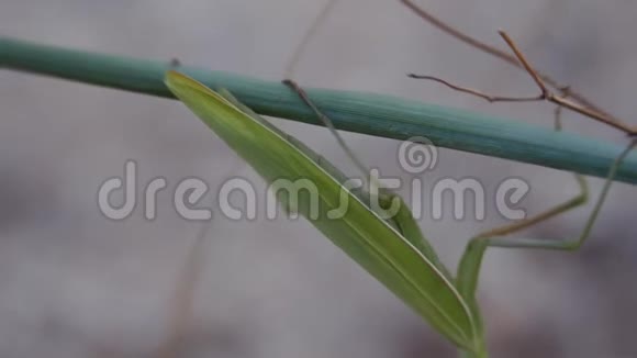 昆虫在它们的自然栖息地螳螂吃蝗虫视频的预览图