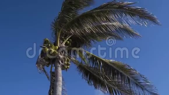 棕榈树顶天立地4K视频的预览图