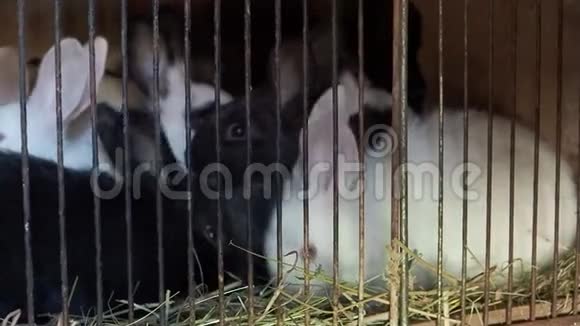 黑白兔坐在笼子里吃草视频的预览图