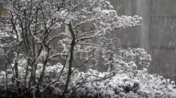 轻清新的雪落在虚张声势的精致灌木丛上视频的预览图