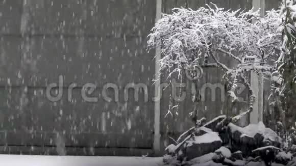 冬季车库旁生长的雪中小灌木视频的预览图