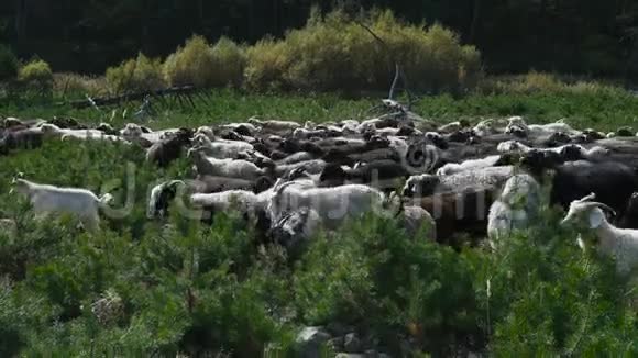 山羊和羊在山上凝视视频的预览图
