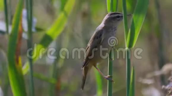 鸟常见的蚱蜢流浪者蝗虫奈维亚坐在芦苇丛上视频的预览图