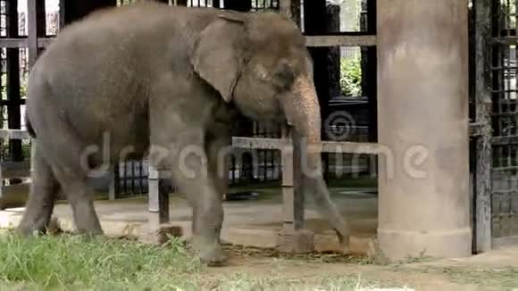 泰国大象走路视频的预览图