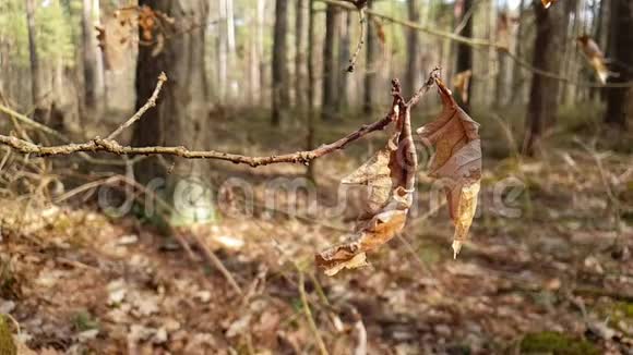 干燥的橡树叶在风中摆动视频的预览图