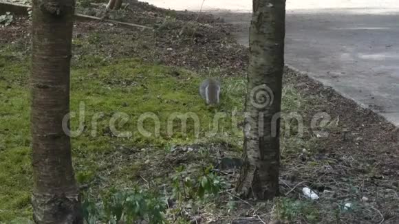 松鼠在院子周围的草坪上挖洞寻找食物视频的预览图