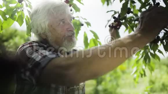 老人从树上摘樱桃在花园里品尝视频的预览图