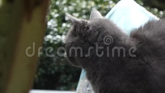 坐在院子里四处张望的灰猫视频的预览图