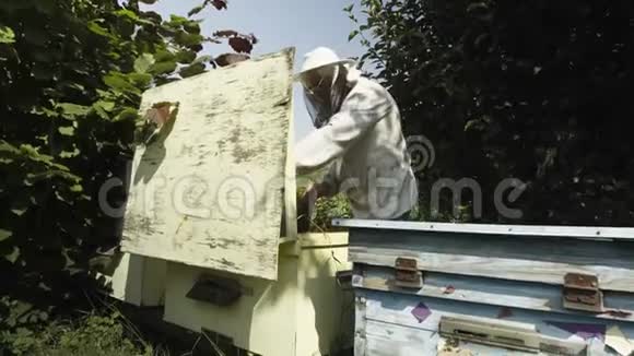 戴防护帽和面纱的养蜂人检查蜂房中的蜂窝视频的预览图