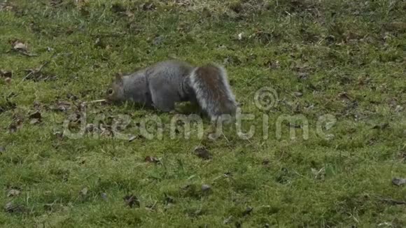 冬天用灰松鼠在草坪上挖食物视频的预览图