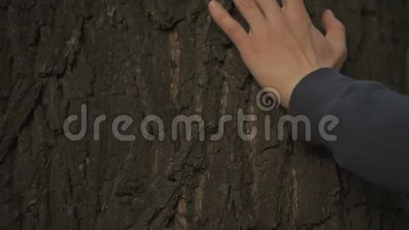 手轻轻抚摸树干自然与森林保护生态呵护视频的预览图