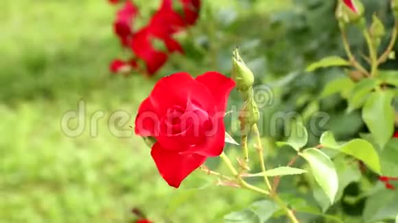 红玫瑰在风中摇曳小重点领域视频的预览图