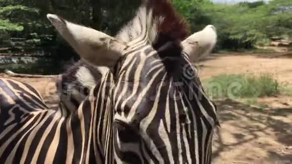 非洲地区的斑马被动物饲养视频的预览图