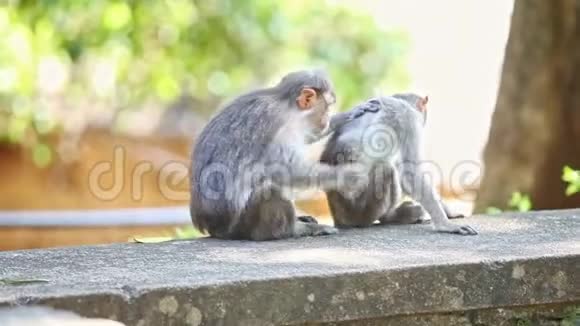 两只猴子坐在公园的石头上看视频的预览图