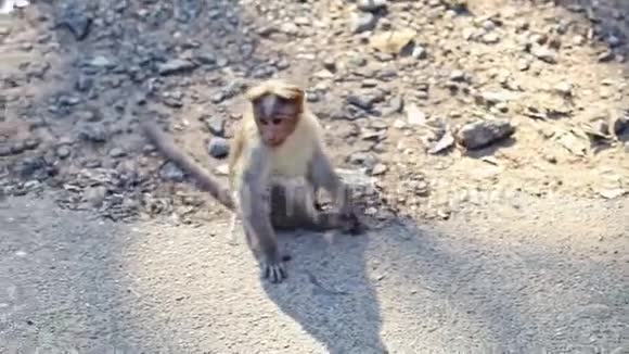 特写猴子坐在公园的小路上抓头视频的预览图