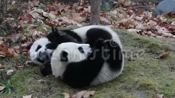 2只熊猫幼崽正在中国的绿色院子里玩耍视频的预览图