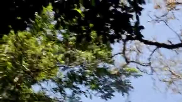 猴子跳上公园的石柱视频的预览图