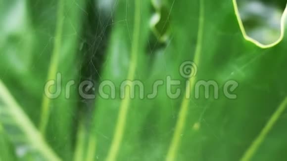绿叶上蜘蛛网的抽象背景视频的预览图