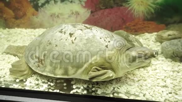 可爱的猪鼻子乌龟睡在水族馆里视频的预览图