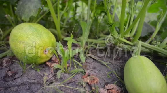 花园里的绿色南瓜视频的预览图