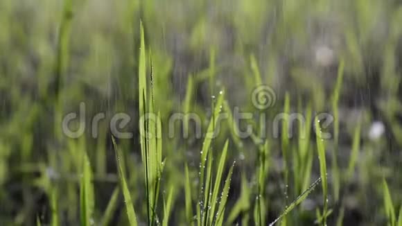 雨中湿绿的草随风在林中移动视频的预览图