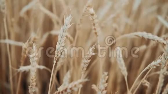 金色的耳朵在风中缓缓摇曳夏日成熟麦田观农业产业视频的预览图