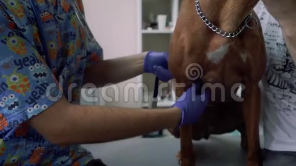 用止血带夹住狗的爪子视频的预览图