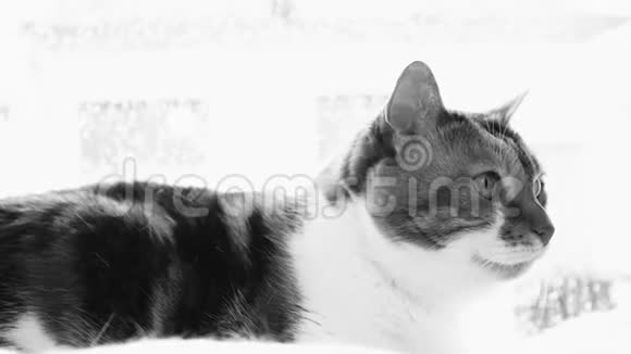 可爱的猫好奇地看着镜头黑白分明视频的预览图
