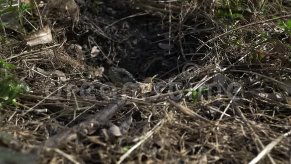 蜥蜴慢慢地从洞里爬出来晒太阳取暖春天公园野生动物视频的预览图