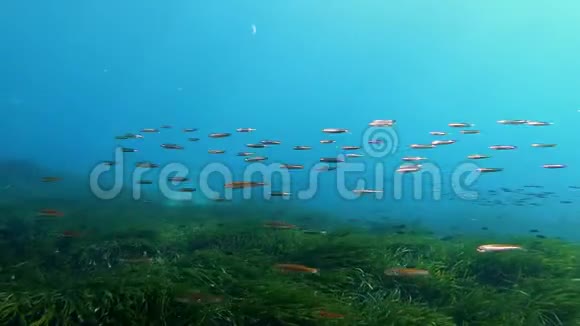 水下场景小鱼游过绿色的正色田视频的预览图