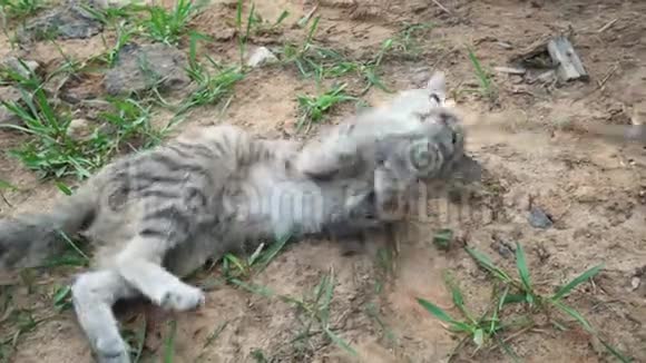 一个人在干树枝的帮助下玩一只灰色的猫猫厌倦了游戏很快就跑了视频的预览图