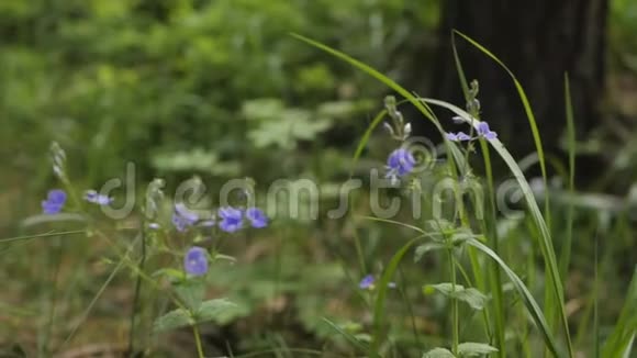 夏天森林里的花视频的预览图