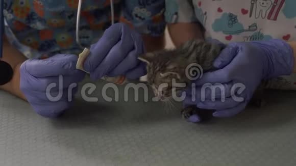 小猫的眼睛用医用药膏润滑视频的预览图