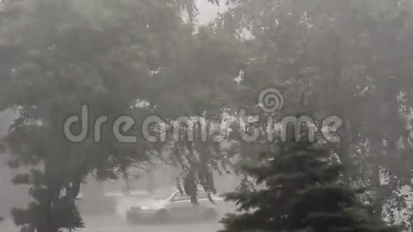 乌克兰极端飓风刮树视频的预览图