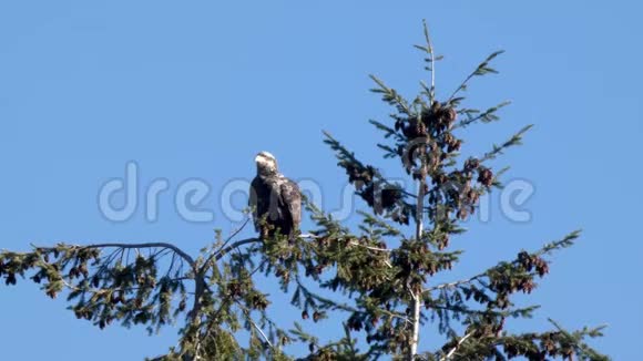 在华盛顿州雄鹰坐在树顶视频的预览图
