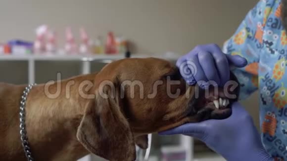 兽医摸狗的牙齿视频的预览图