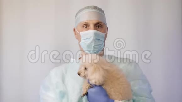 兽医检查一只狮子狗他要给他接种疫苗视频的预览图