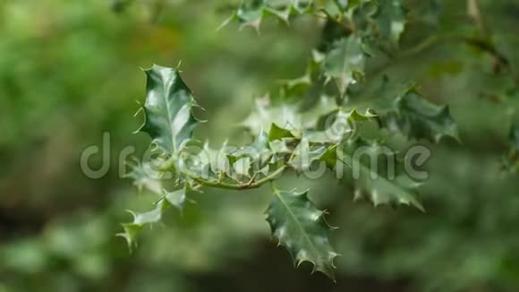 普通冬青灌木在微风中的刺状装饰叶4K视频的预览图