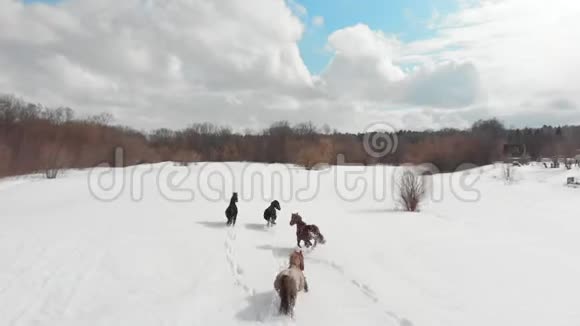 四匹小马在雪地上奔跑空中景观视频的预览图