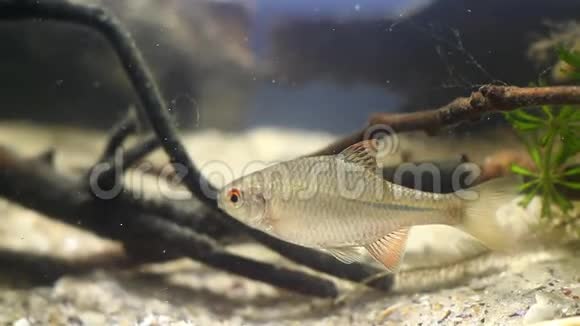 罗得乌斯阿马鲁斯欧洲苦广布野生小淡水幼鱼表现出典型的河流生物群落水生动物行为视频的预览图