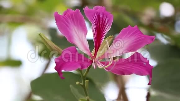 紫色紫荆花AaBlakeana或香港兰花花在树上开花视频的预览图