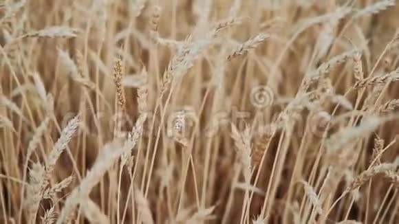 金色的耳朵在风中缓缓摇曳夏日成熟麦田观农业产业视频的预览图