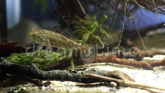 中国枕木淡水食肉动物在自然界生物海洋馆的水池底游泳视频视频的预览图